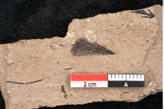 Foto (Detailansicht) von Araucaria sternbergii Goeppert (NHMW-GEO-2024-0188-8286)